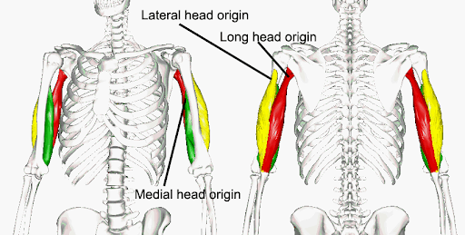 Triceps- lateral long and medial head origins
