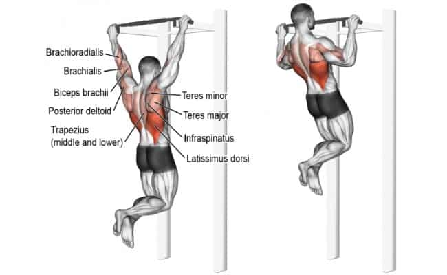 Pull-Up-Muscles-Used