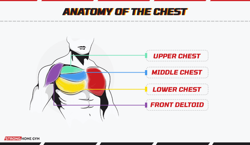 Anatomy of the chest