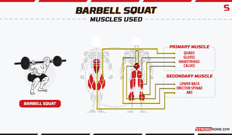 Barbell squat - muscles used