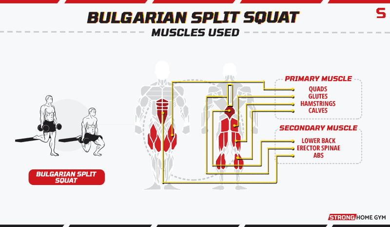 Bulgarian split squat - muscles used