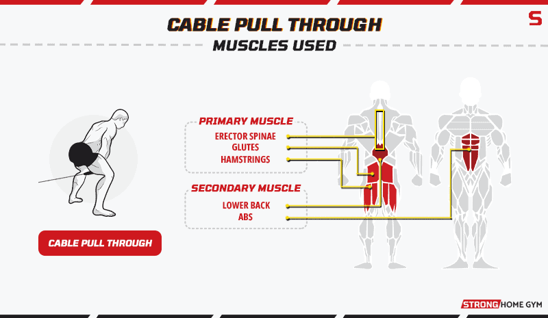 Cable Pull Through Muscles Used