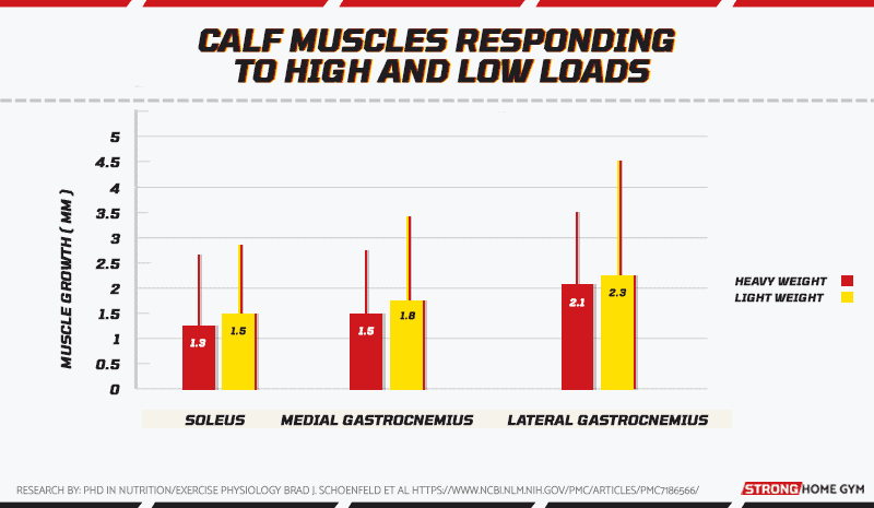 Calf Muscles Responding To High And Low Loads