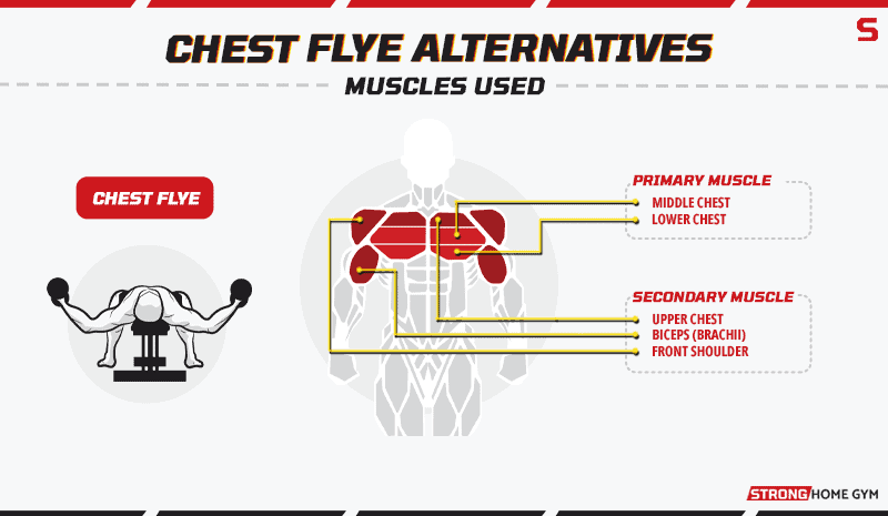 Chest Fly Alternatives Muscles Used