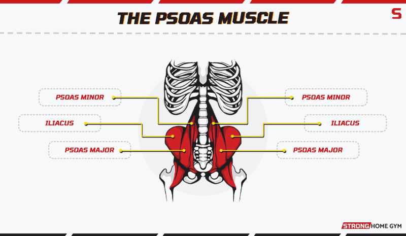 Depiction of the psoas muscle