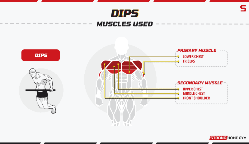 Dips - Muscles Used