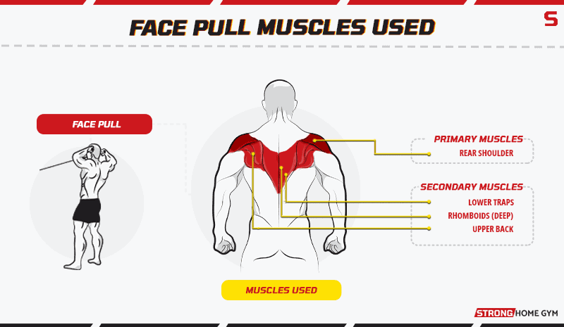 Face pull muscles used
