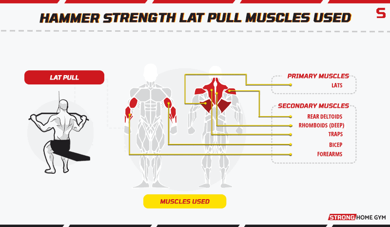 Hammer strength lat pull muscles used