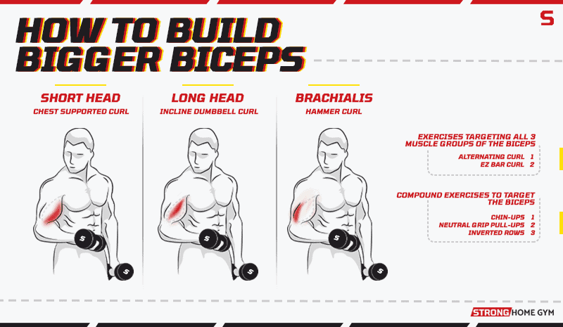 How to build bigger biceps infographic