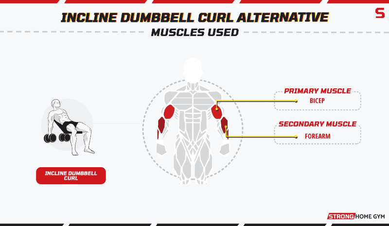 Incline Dumbbell Curl Alternative Muscles Used