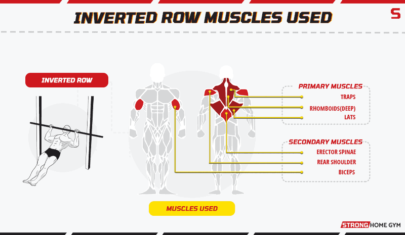 Inverted row muscles used