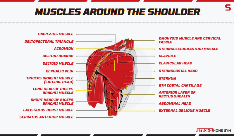 Muscles around the shoulder