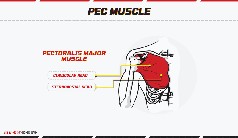 Pectoralis Major Muscle Depiction