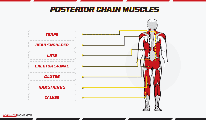 Posterior chain muscles