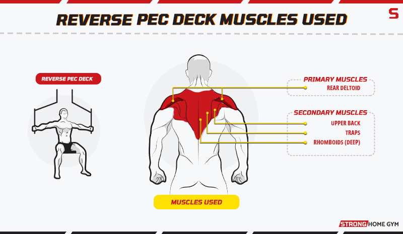 Reverse pec deck muscles used