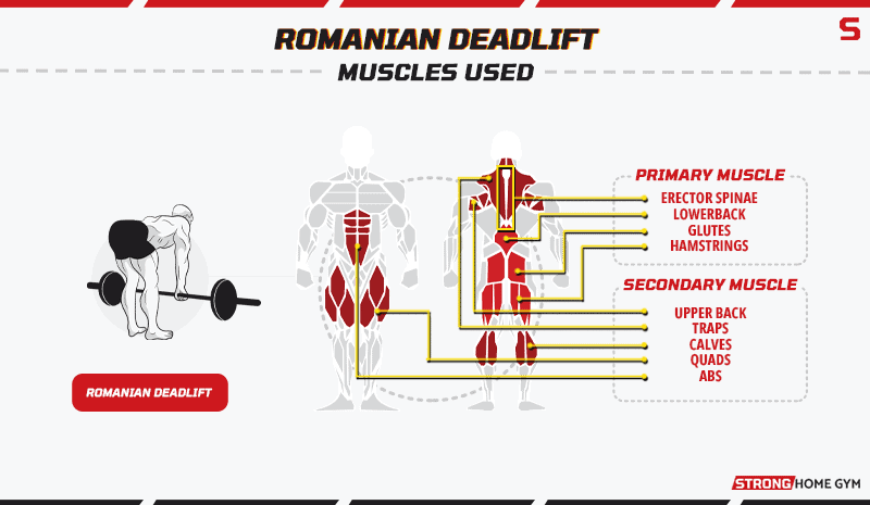 Romanian Deadlift Muscles Used