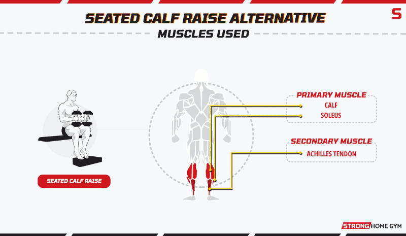 Seated Calf Raise Alternative Muscles Used