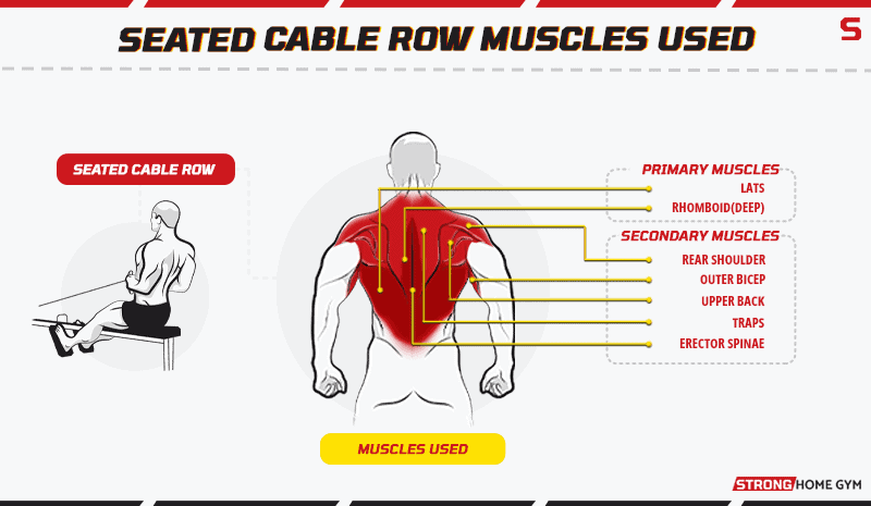 Seated cable row muscles worked