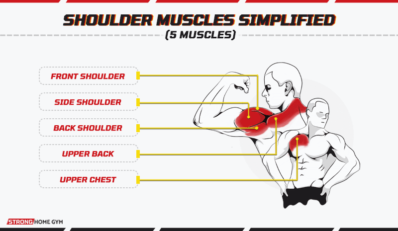 Shoulder Muscles Simplified (5 muscles)