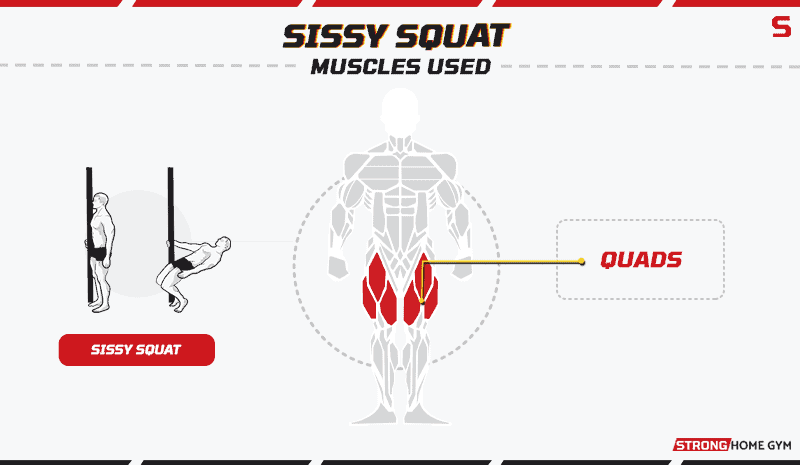 Sissy squat - muscles worked