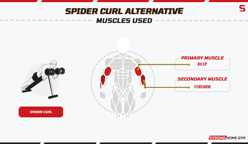 Spider Curl Alternatives Muscles Used
