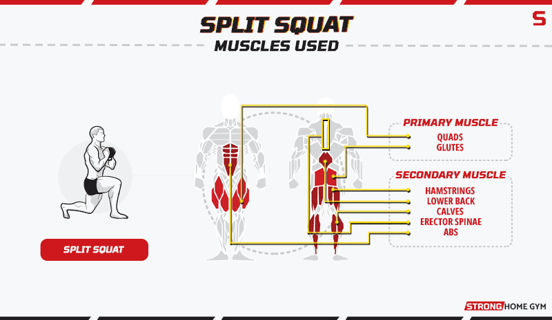 Split squat - muscles used