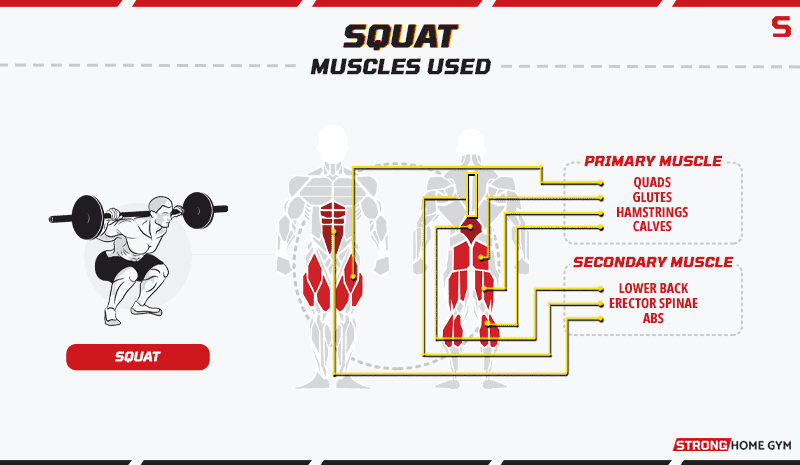 Squat Muscles Used