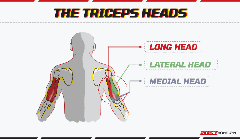 Triceps heads