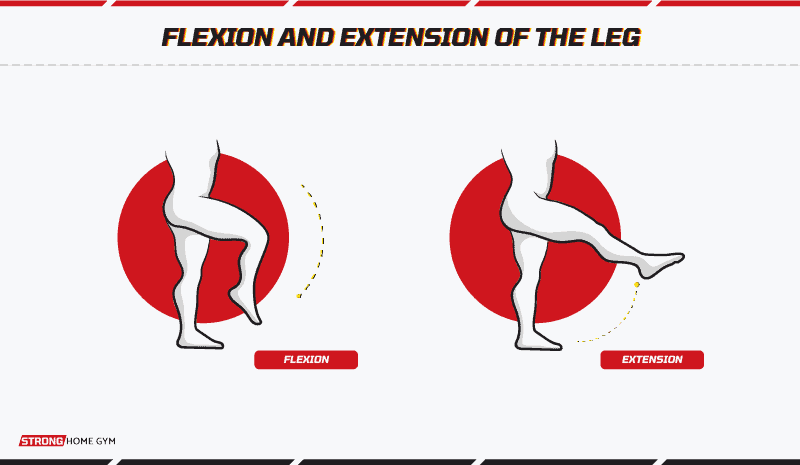 flexion and extension of the leg