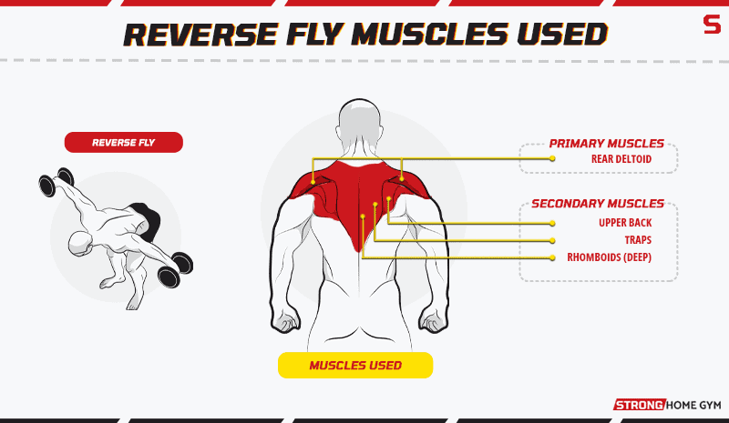 reverse fly muscles used